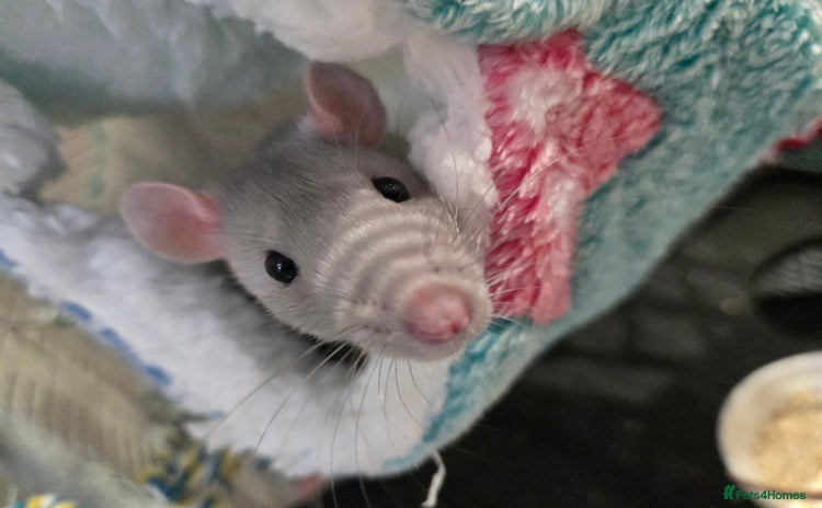 Rat rodents - Advert 1