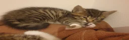 Mixed Breed cats for sale: Sweet Kittens Raised with Love and Children - Advert 8