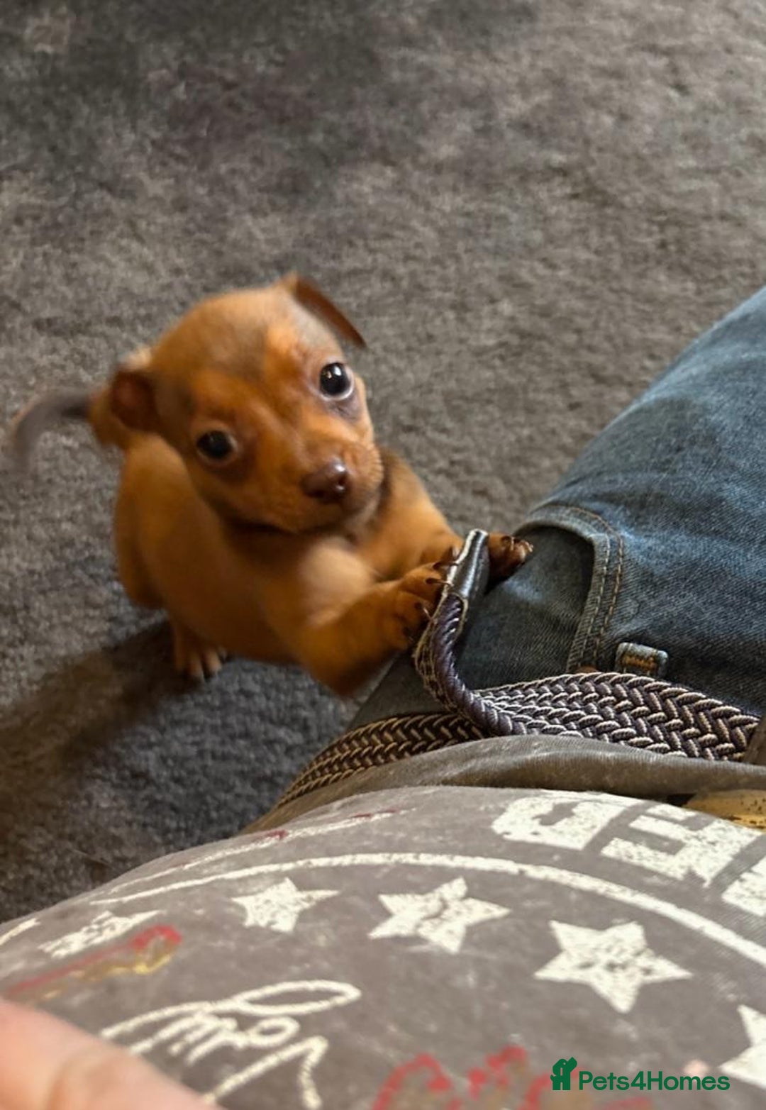 Jack Russell dogs for sale: Beautiful miniature jack russell puppies  - Image 39