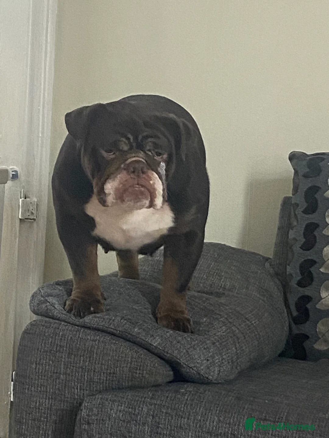English Bulldog dogs for sale: 19 month old british bulldog female - Advert 1