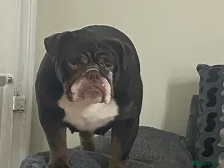 English Bulldog dogs 19 month old british bulldog female - Advert 1