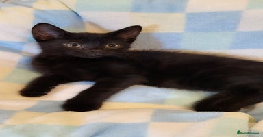 Mixed Breed cats - Advert 3