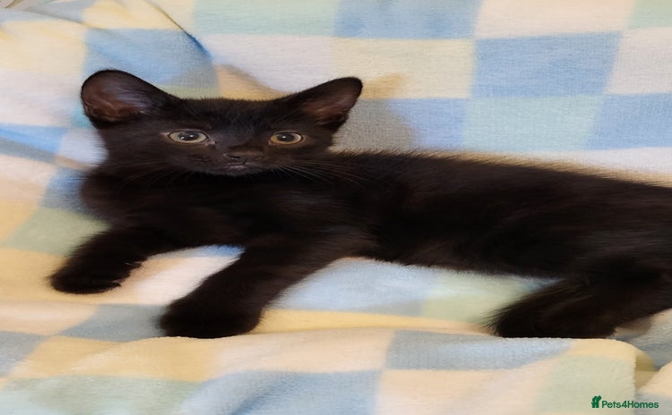 Mixed Breed cats - Advert 13