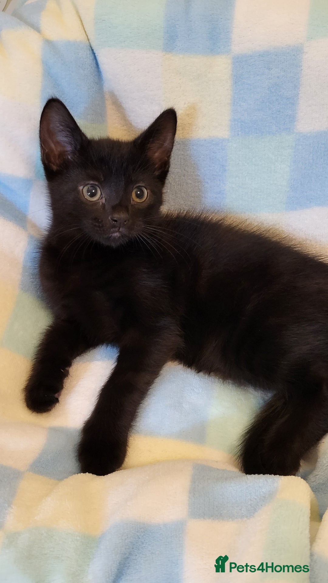 Mixed Breed cats for sale: Kittens Ready Now - Image 1
