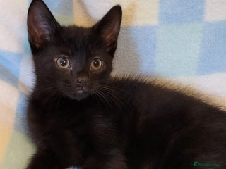 Mixed Breed cats - Advert 11