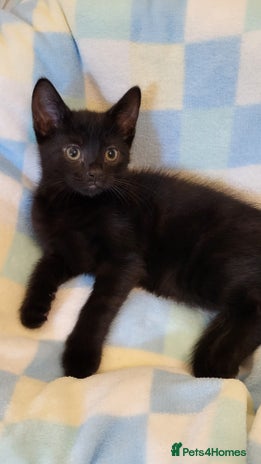 Mixed Breed cats - Advert 1