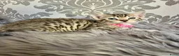 Bengal cats for sale: Bengal kittens🐾 - Advert 14