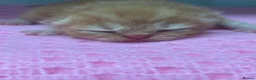 Exotic cats for sale: STUNNING EXOTIC CHUNKY KITTENS - Advert 6