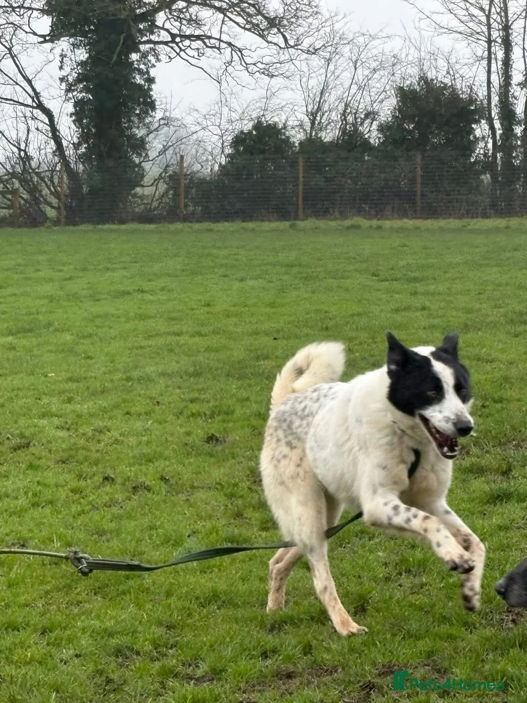 Mixed Breed dogs for adoption: Desmond - Norwich Norfolk  - Advert 9