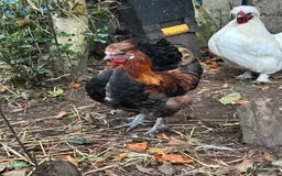 Chickens poultry for sale: Handsome boy - Image 4