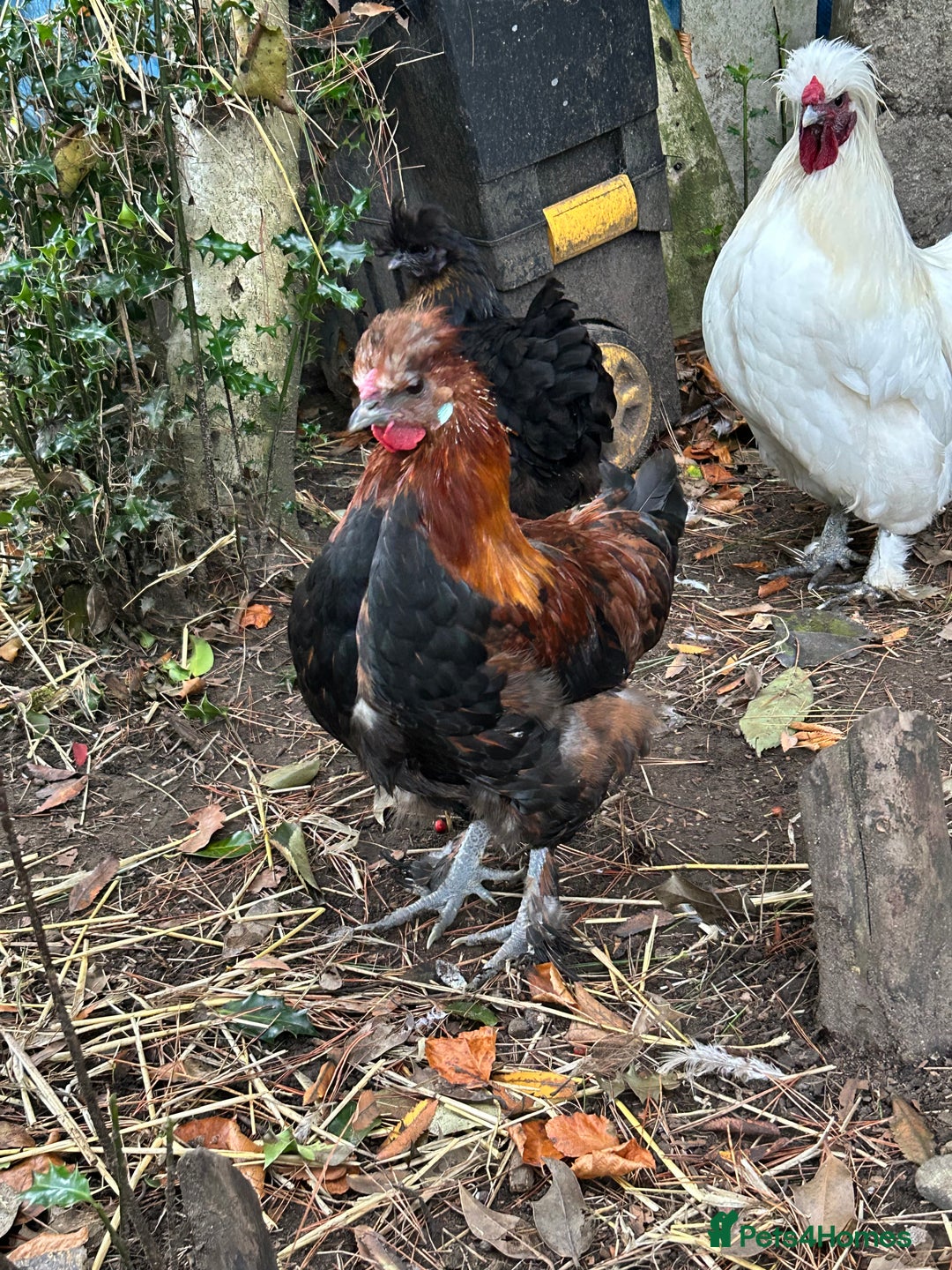 Chickens poultry for sale: Handsome boy - Image 4