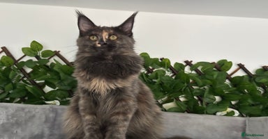 Maine Coon cats - Advert 14