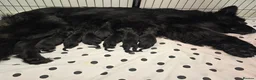 German Shepherd dogs for sale: Top Quality KC Black Long Hair German Shepherd  - Advert 17