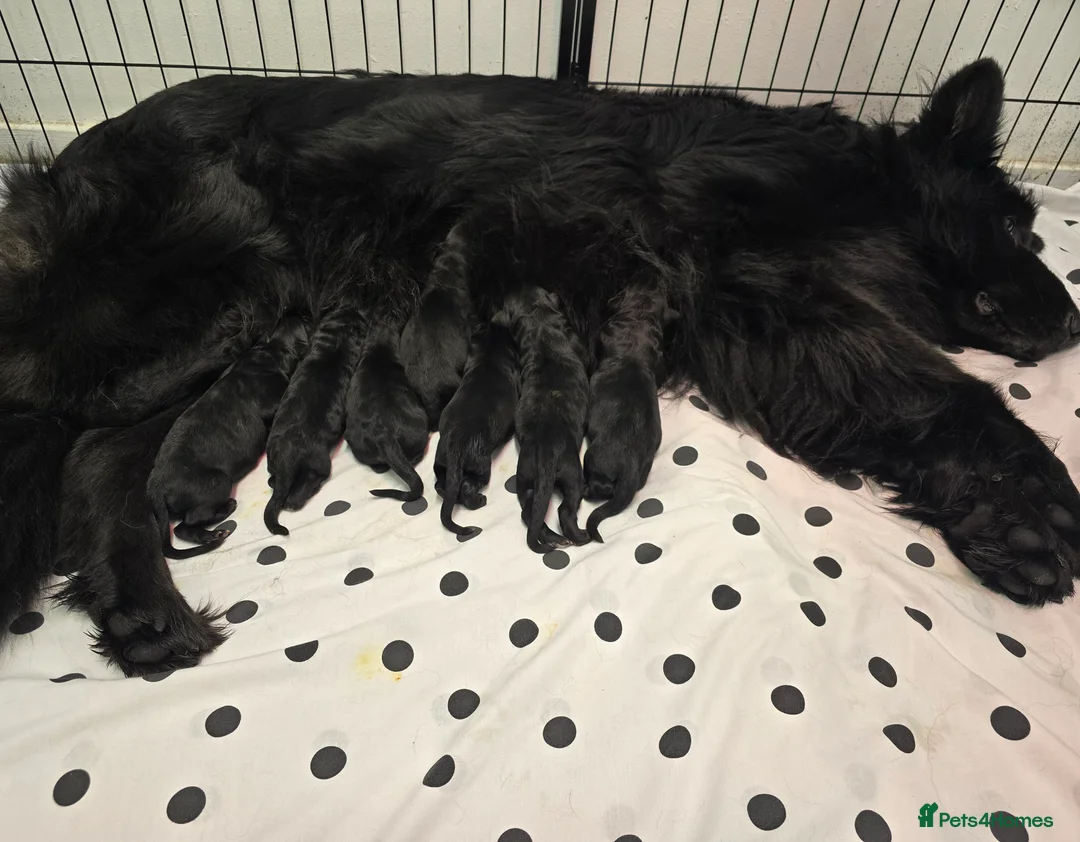 German Shepherd dogs for sale: Top Quality KC Black Long Hair German Shepherd  - Advert 17