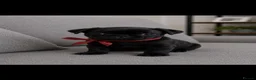 Pug dogs for sale: READY TO GO - WHITE x 3 BLACK x 1 PUG PUPPIES - Advert 29