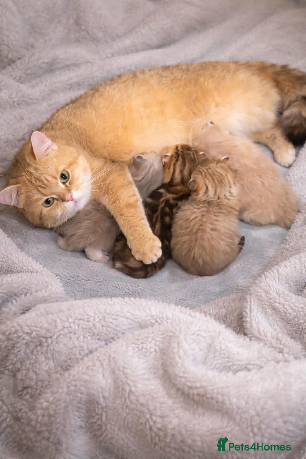 British Shorthair cats British shorthair kittens  - Advert 6