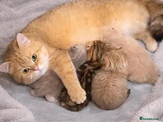 British Shorthair cats British shorthair kittens - Advert 6