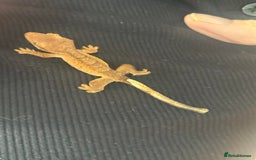 Gecko reptiles for sale: Baby Crested Geckos - Advert 8