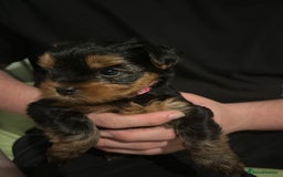 Yorkshire Terrier dogs for sale: Ready to leave  - Image 6