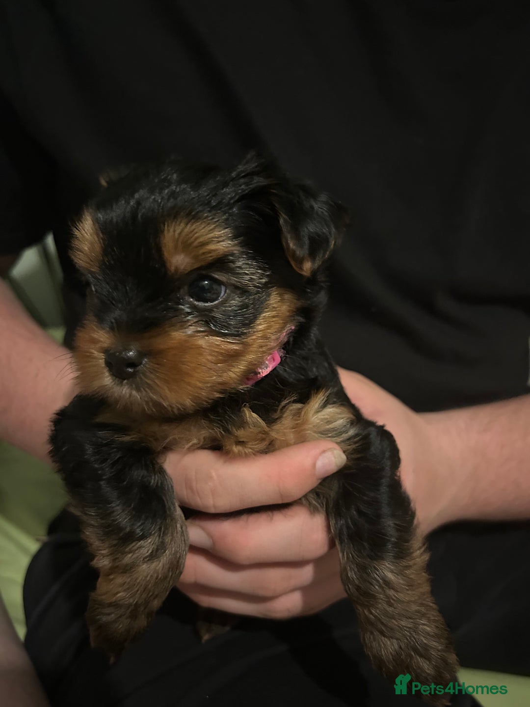 Yorkshire Terrier dogs for sale: Ready to leave  - Image 6