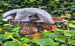 French Lop rabbits for sale: French Lop Bunnies 🐰  - Image 24