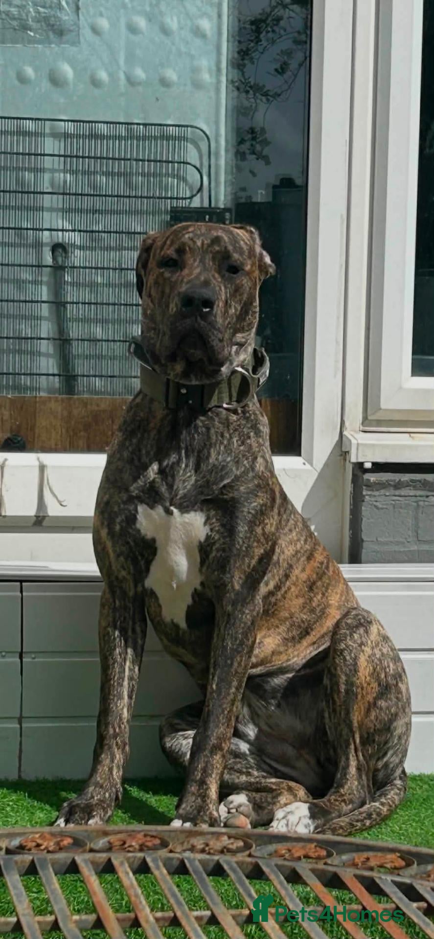 Mixed Breed dogs Apollo - Advert 8