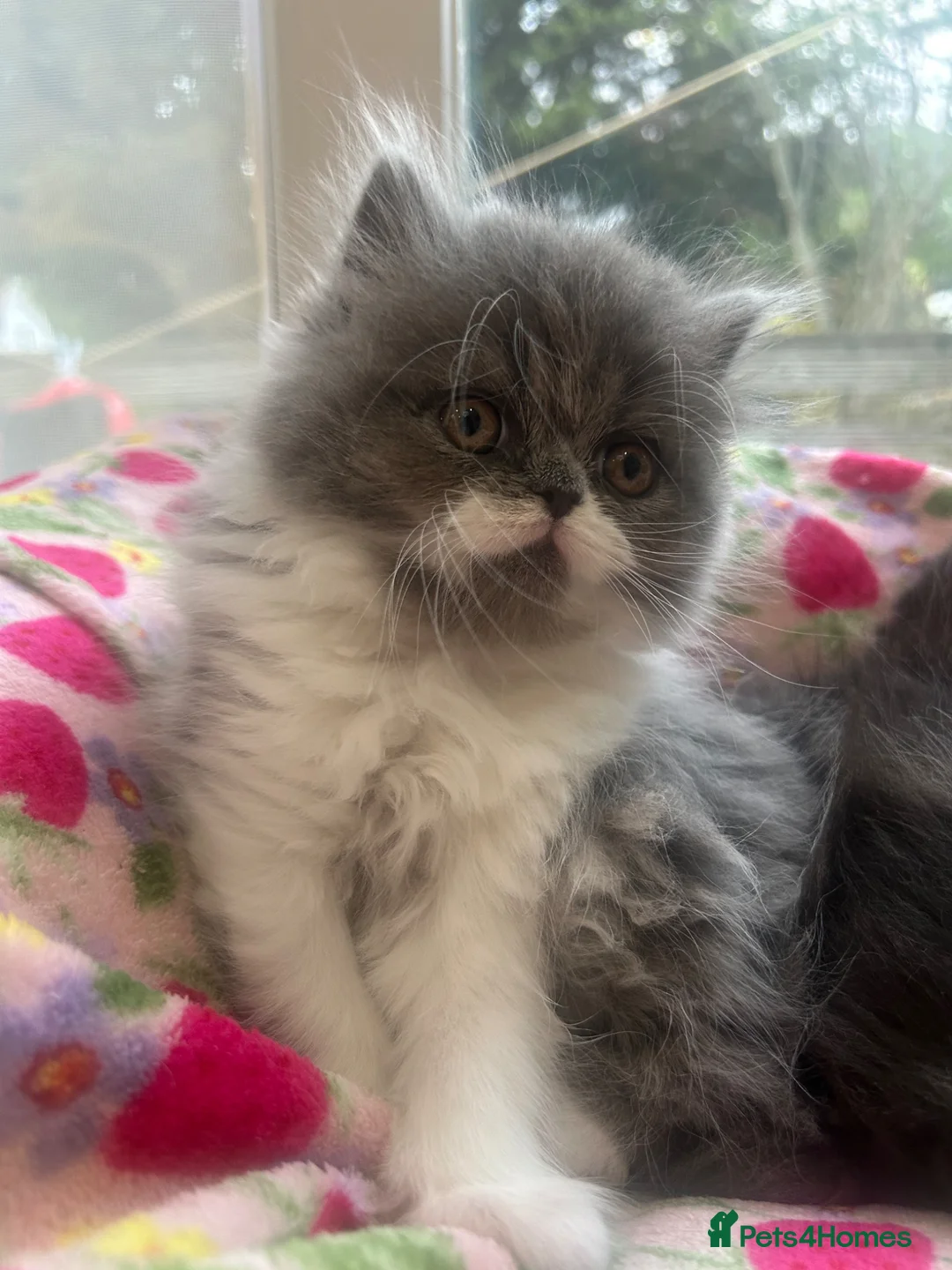 Persian cats for sale: Stunning Persian kitten for sale  in London - Advert 2