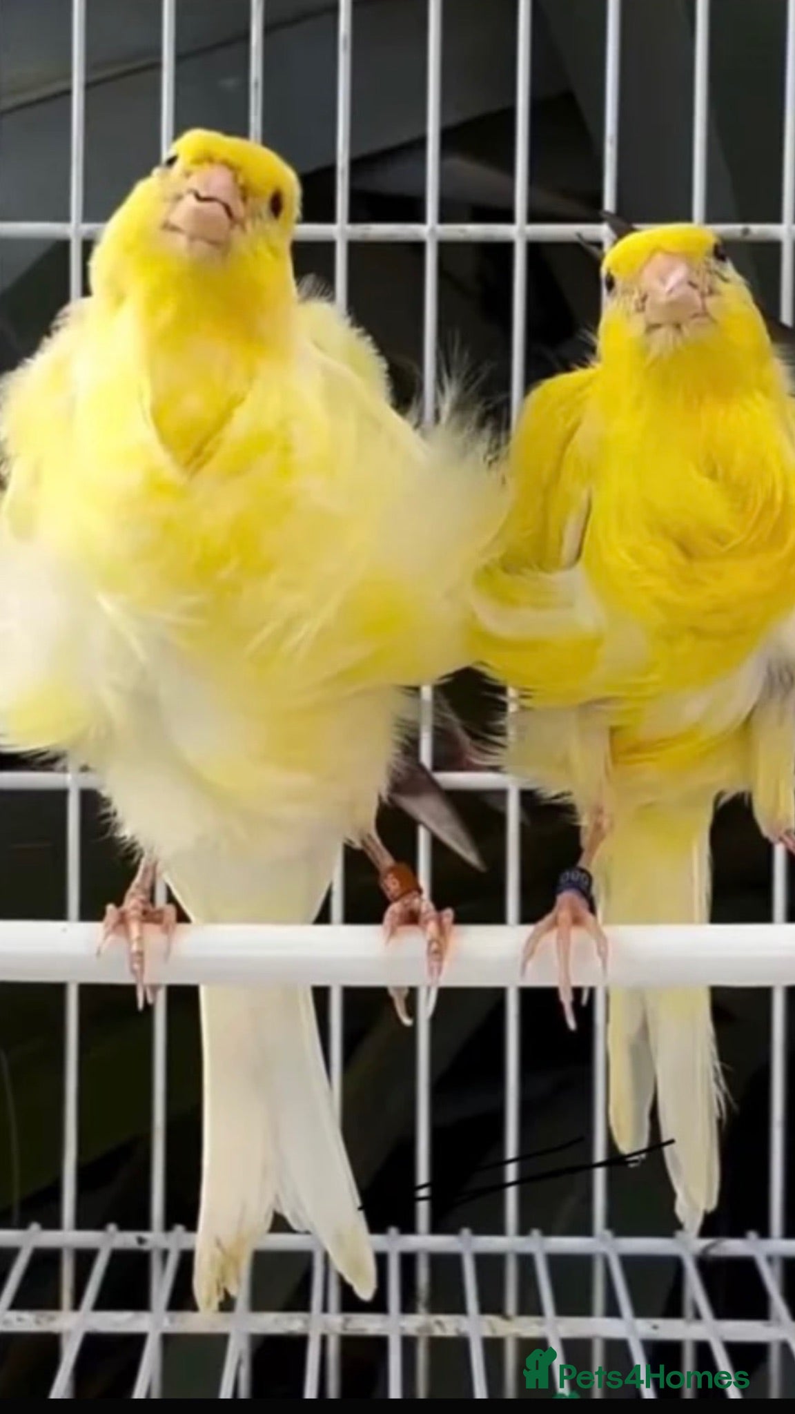 Canaries birds Canary birds  - Advert 1