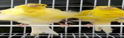 Canaries birds for sale: Canary birds  in London - Advert 1