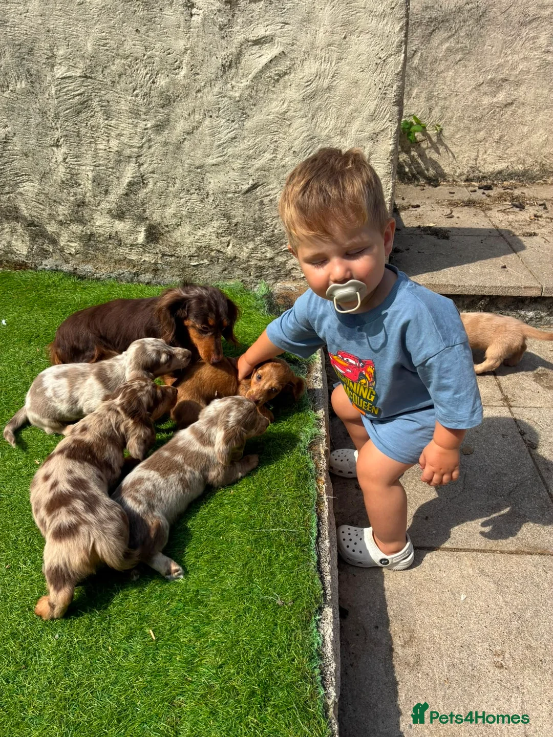Miniature Dachshund dogs for sale: KC REG Long Haired Miniature Dachshunds  - Advert 2