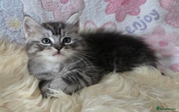 Maine Coon cats for sale: Stunning GCCF Maine Coon babies - Image 9