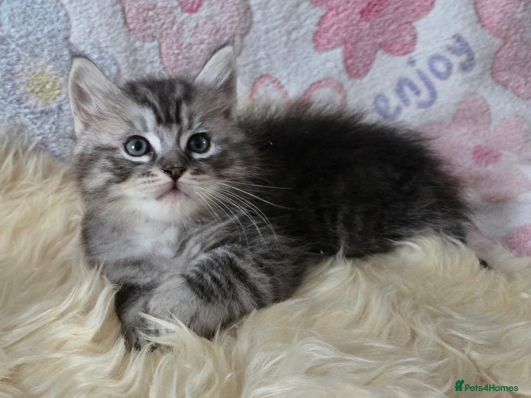 Maine Coon cats for sale: Stunning GCCF Maine Coon babies - Image 9