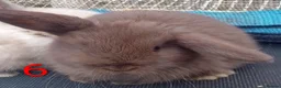 Mini Lop rabbits for sale: Beautiful Mini Lop bunnies  - Advert 27