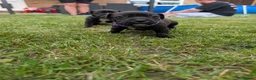 Staffordshire Bull Terrier dogs for sale: Stunning Brindle & White Staffy Pups - Advert 18