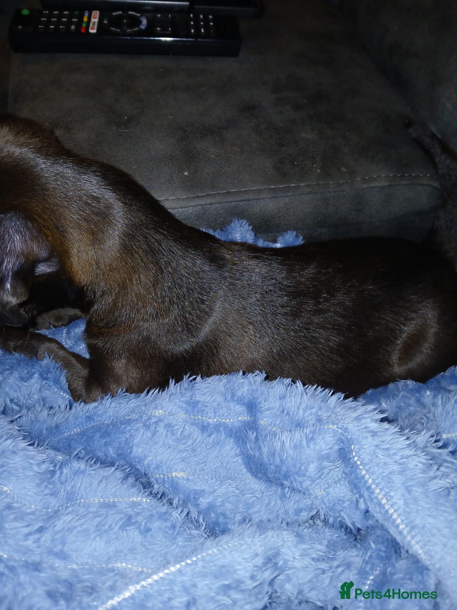 Patterdale Terrier dogs Patterdake terrier pup - Advert 17