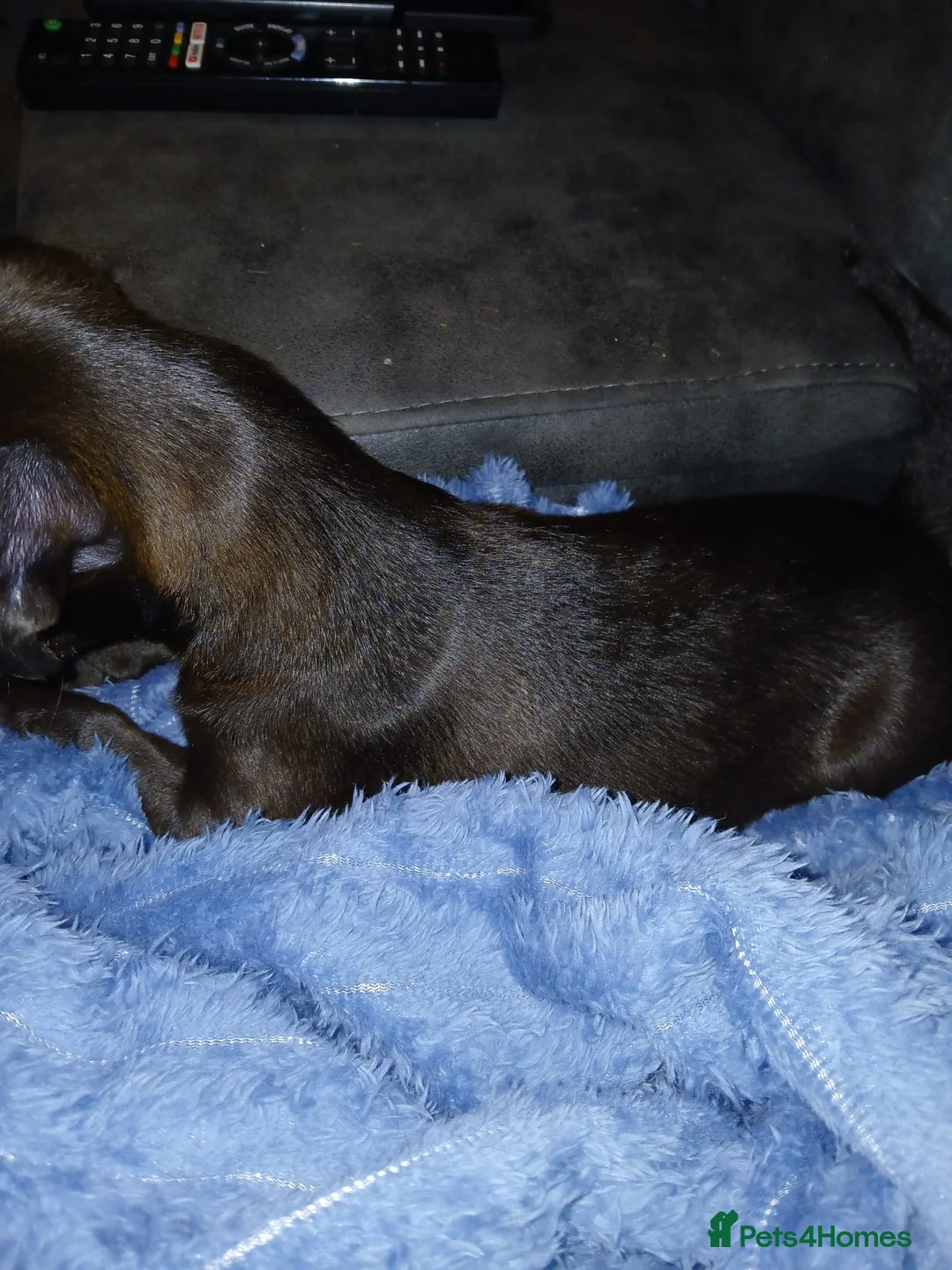 Patterdale Terrier dogs for sale: Patterdake terrier pup - Advert 1