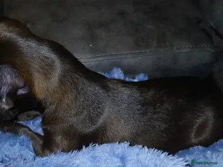 Patterdale Terrier dogs Patterdake terrier pup - Advert 17