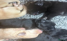 Labrador Retriever dogs for sale: 🖤 Labrador Puppies 💛 - Image 8