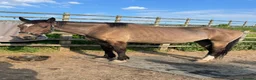 Other Breed horses for sale: Welsh part breed mare 15h - Advert 2