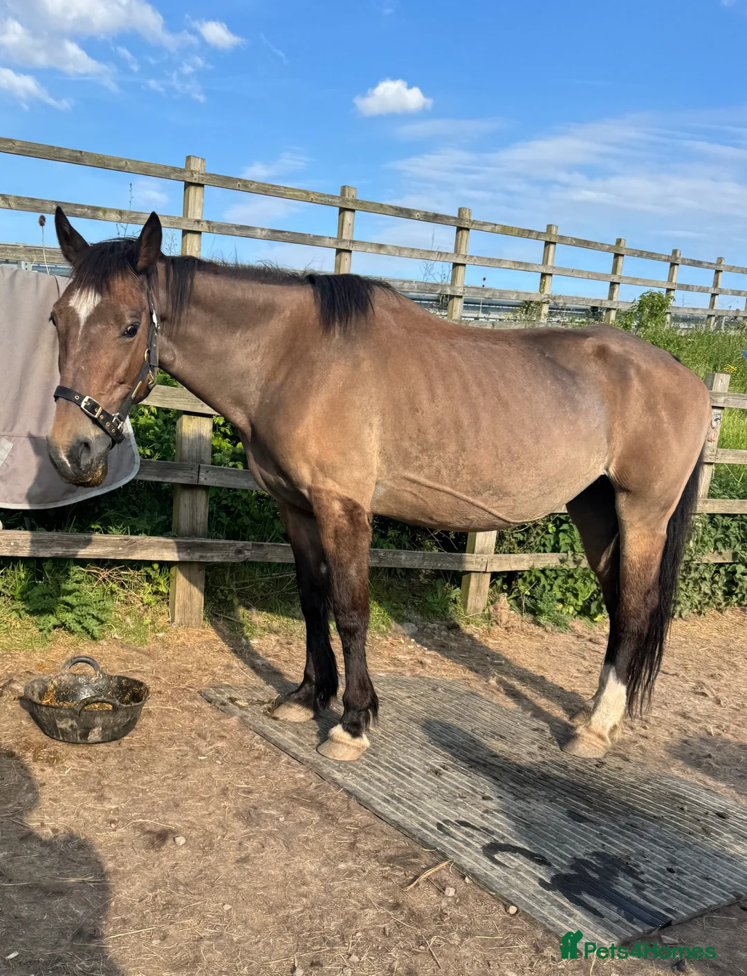 Other Breed horses for sale: Welsh part breed mare 15h - Advert 2