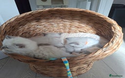 Ragdoll cats for sale: Stunning Ragdoll kittens  - Image 29