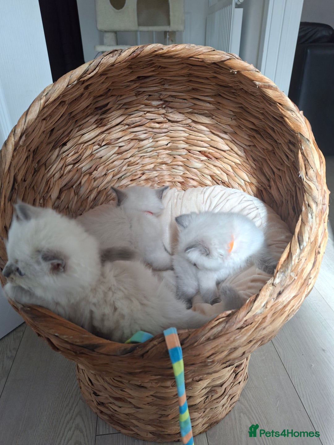 Ragdoll cats for sale: Stunning Ragdoll kittens  - Image 29