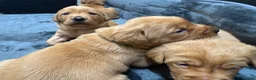 Goldador dogs for sale: Fox Red Golden Retriever X Labrador pups 🧡 in Thetford - Advert 10