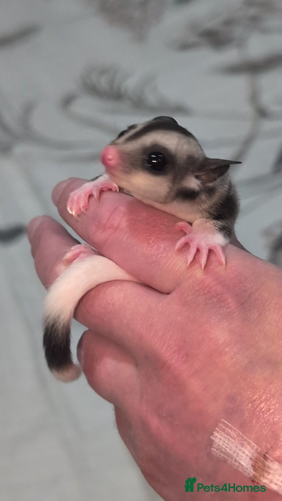 Sugar Glider rodents Two female sugar gliders - Advert 1