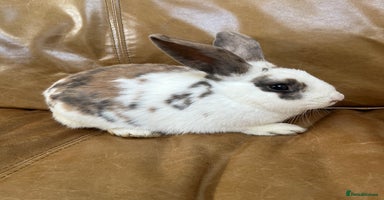 Mini Lop rabbits lop Bunny for sale  - Advert 8