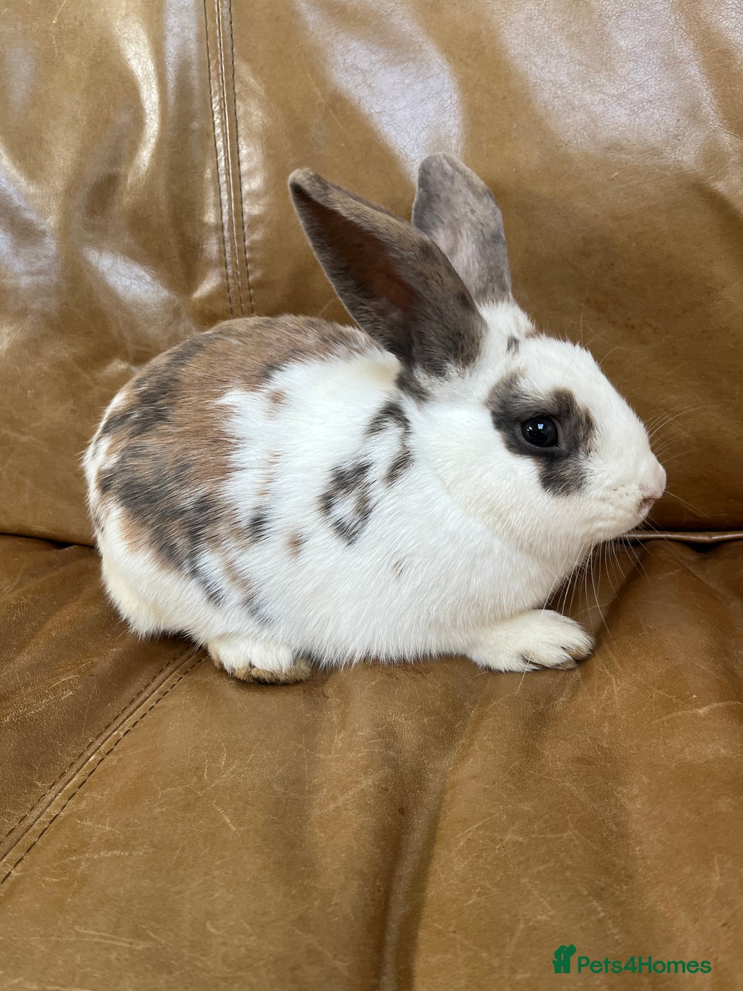 Mini Lop rabbits for sale: lop Bunny for sale  - Advert 3