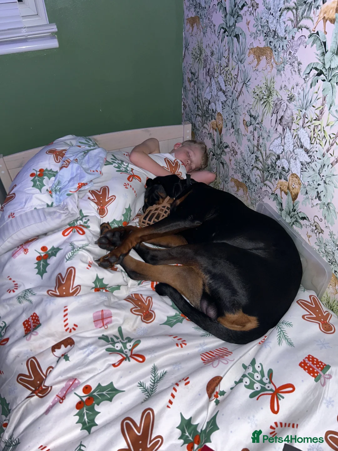 Dobermann dogs for sale: BEAR Rottweiler cross Doberman 💙 - Advert 9