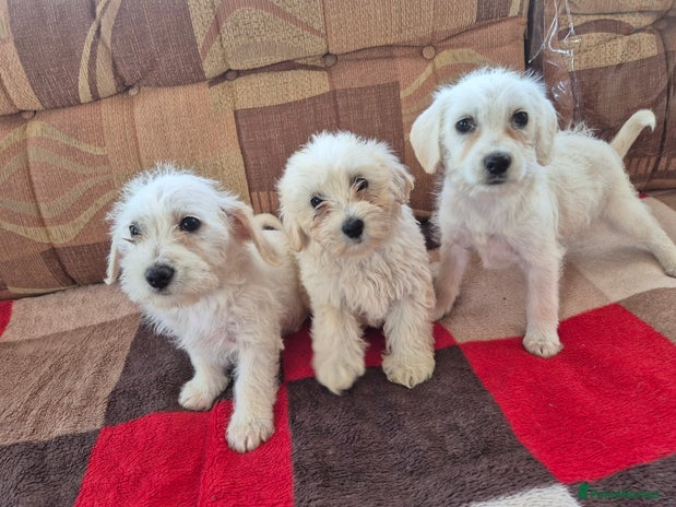 Jackapoo dogs - Advert 8