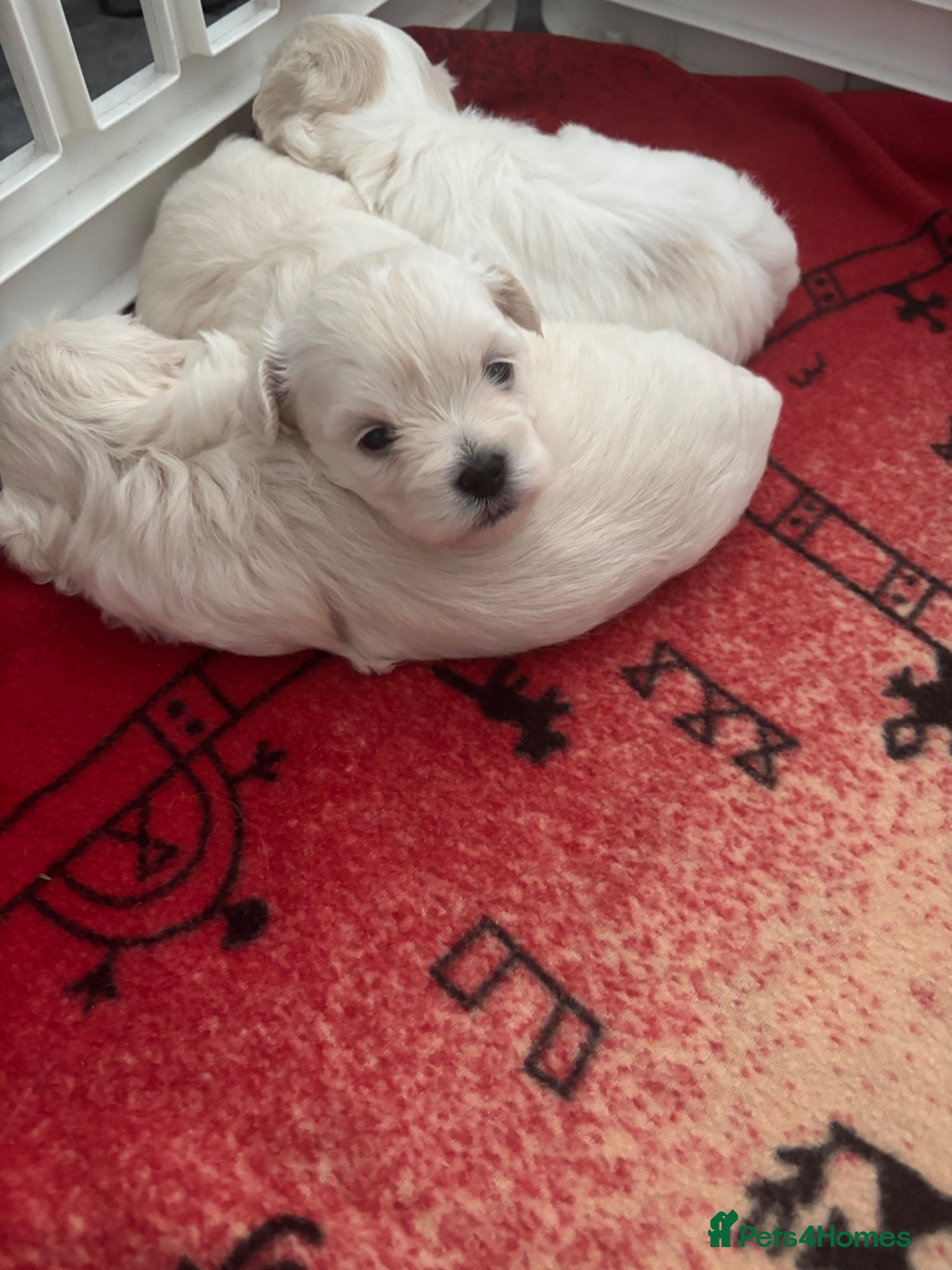 Maltipoo dogs F1 Maltipoo true miniature  - Advert 1
