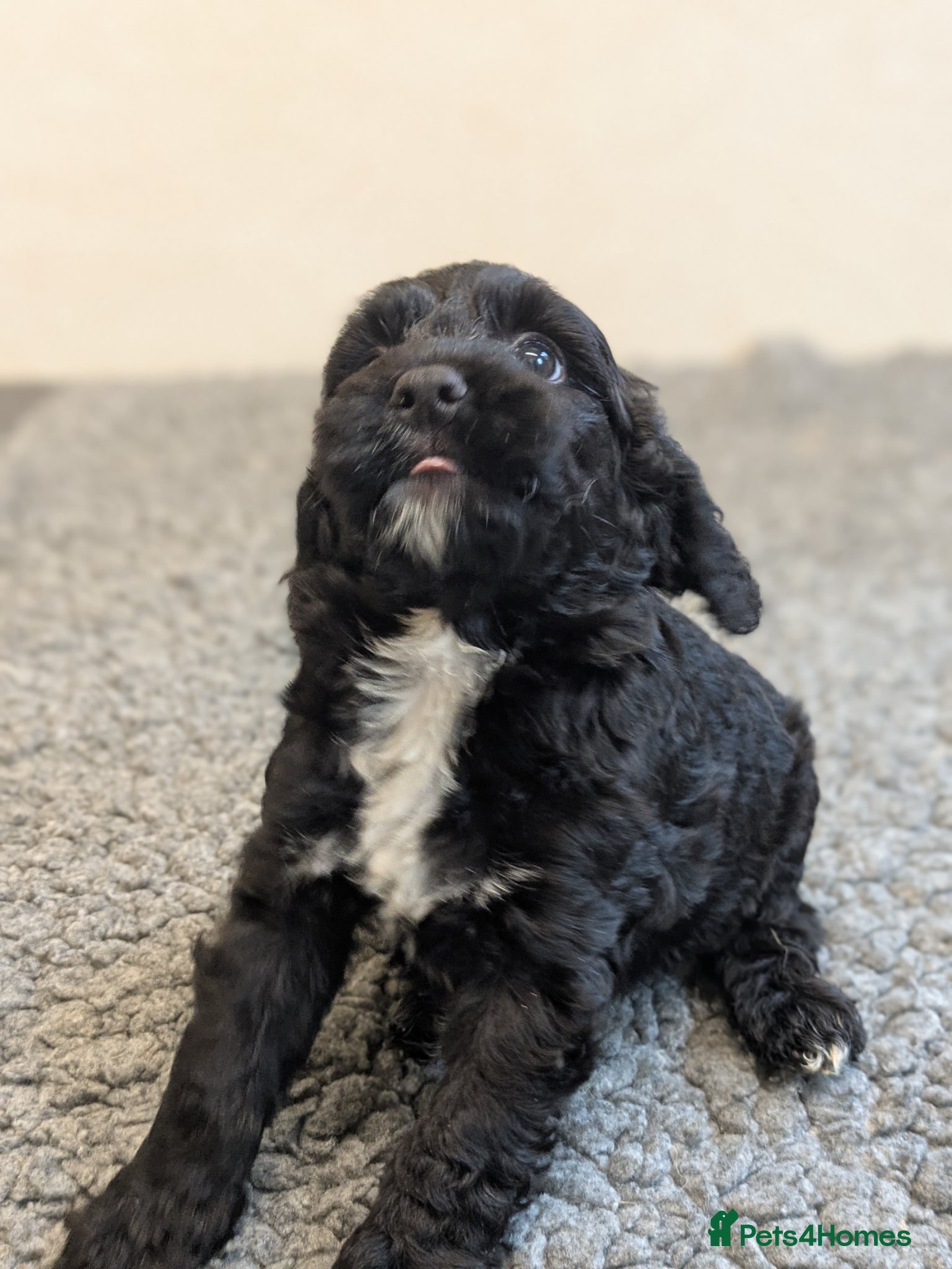 Cockapoo dogs 🖤 Teddy The F1 Miniature Cockapoo 🖤  - Advert 2
